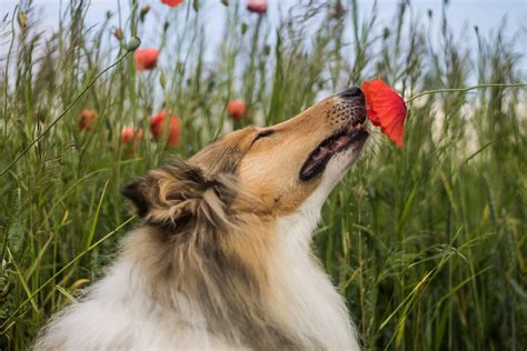 Understanding A Dogs Sense Of Smell Nom Nom