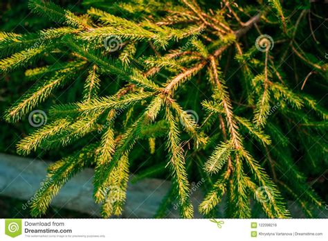 Green Pine Tree Leaves Texture Stock Photo Image Of Flora Burgeon