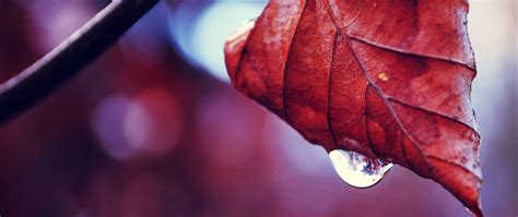 Download Wallpaper 2560x1080 Leaf Autumn Dry Branch Dual Wide 1080p