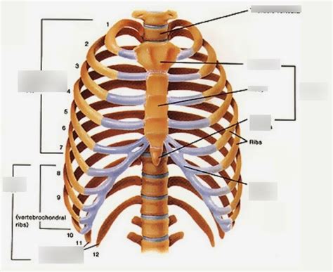 Rib Cage Diagram Labeled Rib Cage Posterior View Labeled Mid Semester
