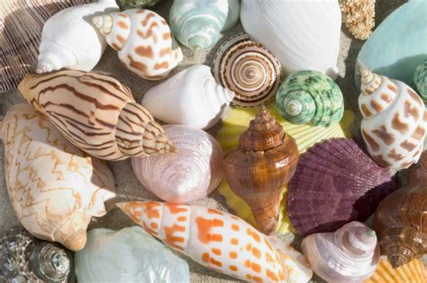 How Are Seashells Formed Sciencing