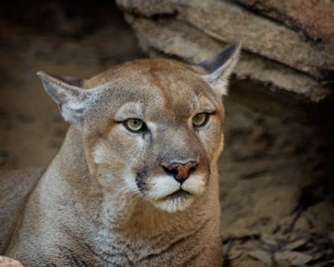 Cougar Mountain Lion At The Houston Zoo Bfs Man Flickr