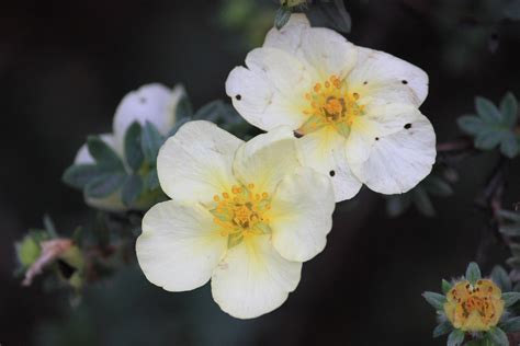 White Spotted Flowers Free Stock Photo Public Domain Pictures