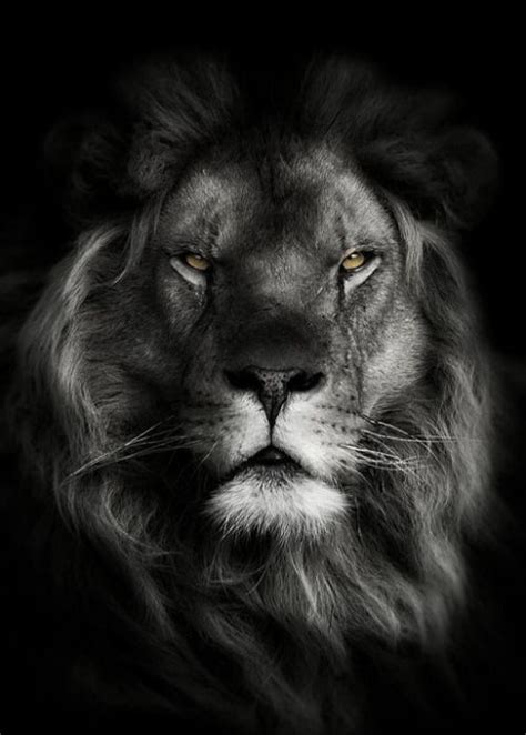 You can also upload and share your favorite lion face wallpapers. Pin by Author on Beautiful wallpapers in 2020 | Lion ...