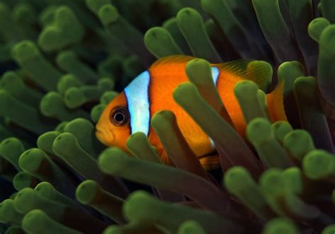 clownfish adapt  population survival