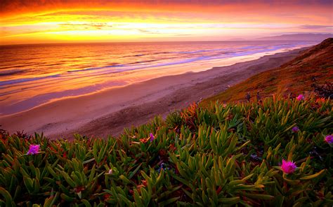 Beach Ocean Sunset Plant Flowers Shore Coast Sea Waves Sky
