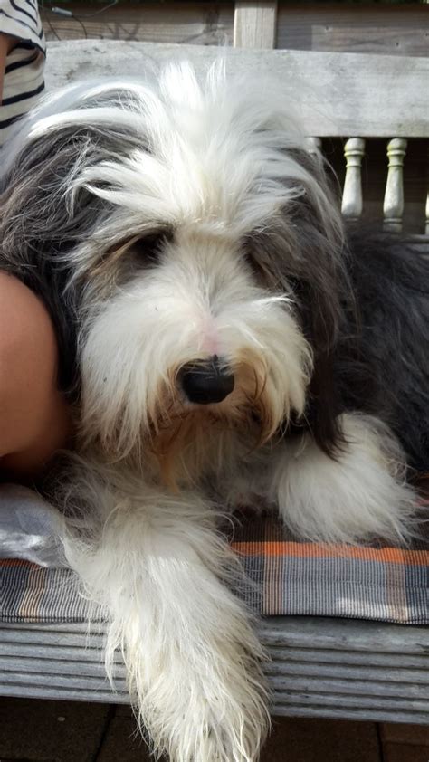 Bearded Collie Bearded Collie Puppies Collie Dog Beautiful Dogs