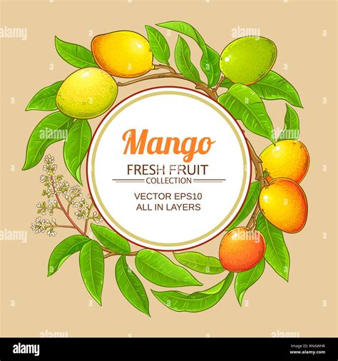 Mango Vector Frame On Color Background Stock Vector Image And Art Alamy