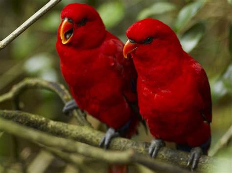 49 Beautiful Birds Wallpapers For Desktop