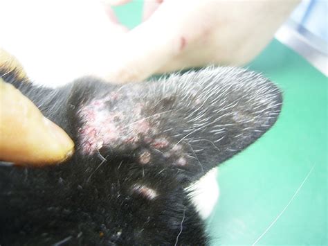 Maybe you would like to learn more about one of these? 猫の蚊アレルギー（川崎市多摩区、オダガワ動物病院）
