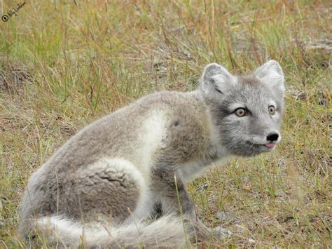Arctic Fox At Svalbard By Billy Lindblom Wikimedia Commons Earth Buddies