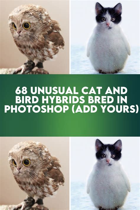 68 Unusual Cat And Bird Hybrids Bred In Photoshop Add Yours Artofit