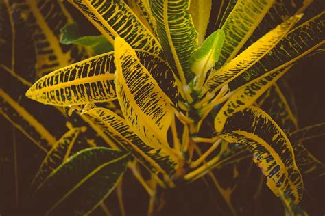 Making a mosaic membuat mozaik fam n car. Gambar Kolase Hewan Dari Daun - Moa Gambar