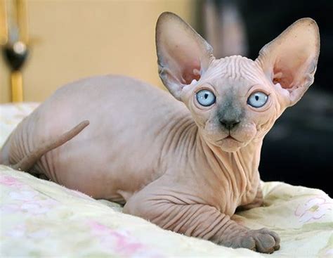 Your veterinarian will be able to spot problems, and will work with you to set up a preventive regimen that. sphynx cats for adoption | Canada Cats for Sale, Adoption ...