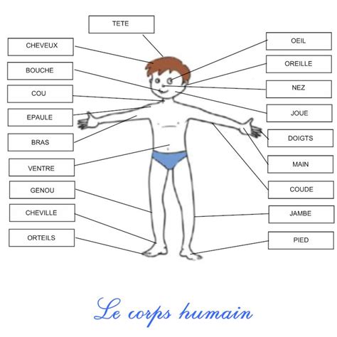 Fiche Cp Corps Humain