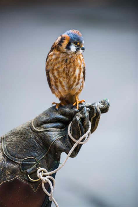 Birds Of Prey See Beautiful Birds Up Close For Stunning Pictures