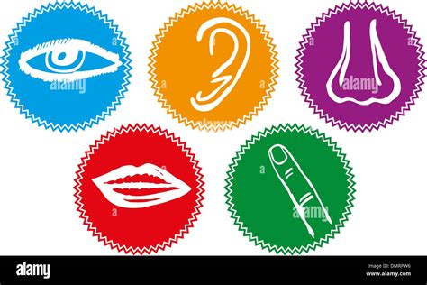 Five Senses Illustration Hi Res Stock Photography And Images Alamy