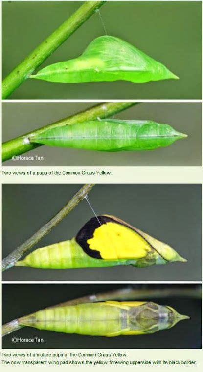 118 Best Images About Metamorphosis And Other Transformations On