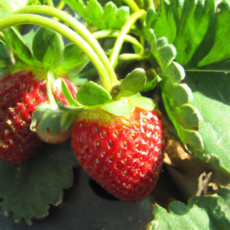 Buy Healthy And Productive Garden Strawberry Plant Fragaria × Ananass