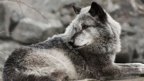 Scientists Urge Restoration Of Federal Gray Wolf Protections