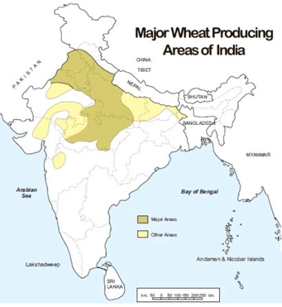 Major Wheat Producing Areas Of India ?resize=409%2C445