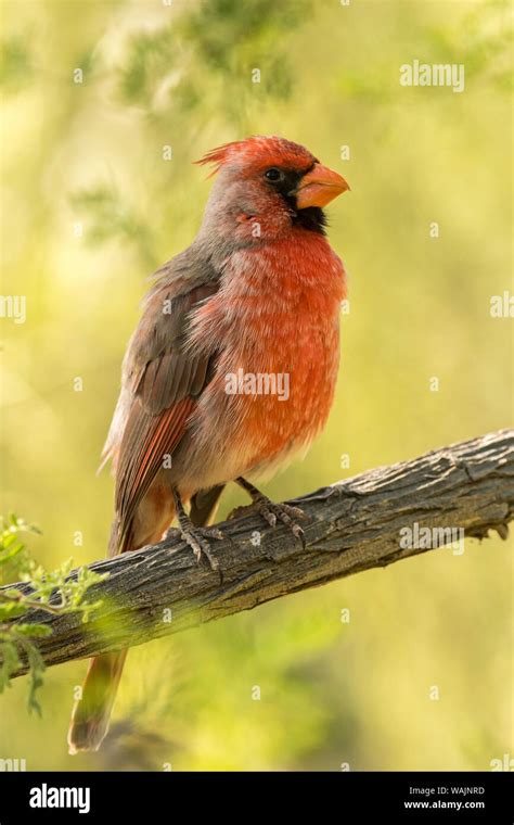 Pyrrhuloxia Hybrid Hi Res Stock Photography And Images Alamy