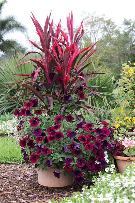 25 Gorgeous Full Sun Container Plants Ideas To Make Up Your Garden
