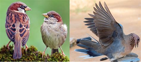 15 Common Birds In The United Arab Emirates 2023 Bird Watching Hq