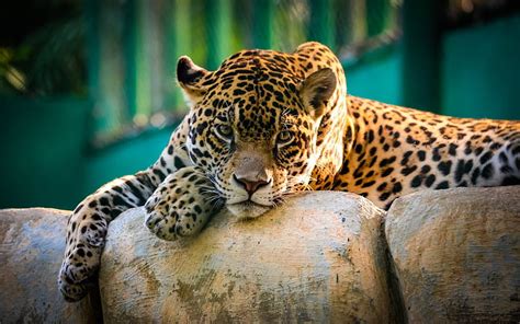 Beautiful Jaguar Cute Bonito Jaguar Cats Animals Hd Wallpaper