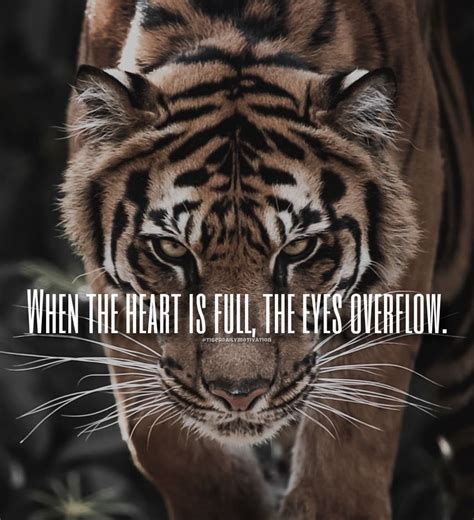 Tiger Motivational Quotes 🐯 On Instagram Double Tap If You Agree And