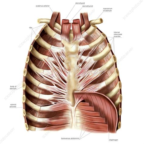 Muscles Of Anterior Thoracic Wall Stock Image C020 0416 Science