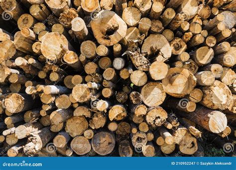 Chopped Logs Are Piled In Bulk In The Forest To Form A Decorative