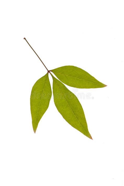 Green Leaf Stock Photo Image Of Background Nature Bush 27175152