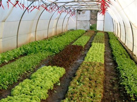 Why Movable Greenhouses Are A Great Idea Milkwood Permaculture