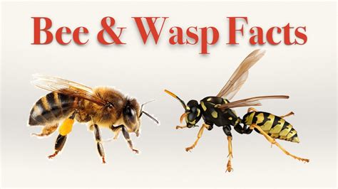 Bee And Wasp Facts Youtube