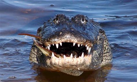 Alligators Seen Dragging Body In Florida Lake Say Police The Epoch Times