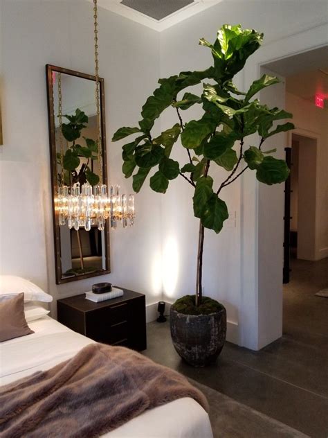 raise your leaf if you've been personally victimized by regina george rosette the cat i'll never forget the day i called our local nursery and told them i'd be there straight away to pick up a 4 foot fiddle leaf fig tree, which maddalena was sure to call, leafy. Faux fig tree @ Restoration Hardware | Fiddle leaf fig tree