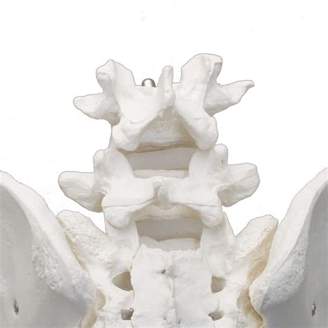 Labzio Premium Female Pelvis Skeleton Model Anatomically Correct