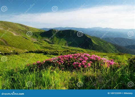 Mountain Landscape In Summertime Blossoming Mountain Alpine Meadows