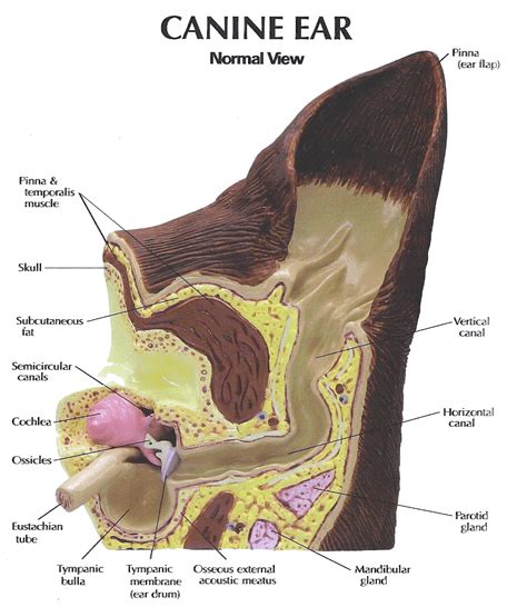 Dog Ear Anatomy Internal