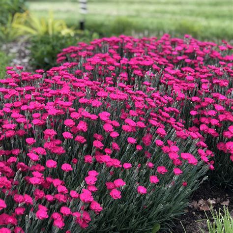 Dianthus Paint The Town Magenta Buy Pinks Perennials Online