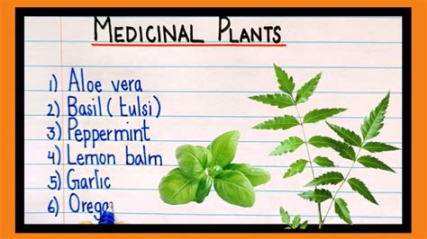 Medicinal Plant Namesmedicinal Plants Name Youtube