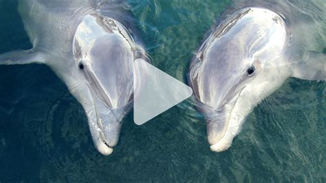 Watch Dolphins ‘talk To Each Other To Synchronize Their Behaviors