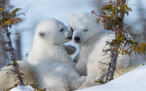 Download Wallpapers Small White Cubs Wildlife Winter Forest Polar