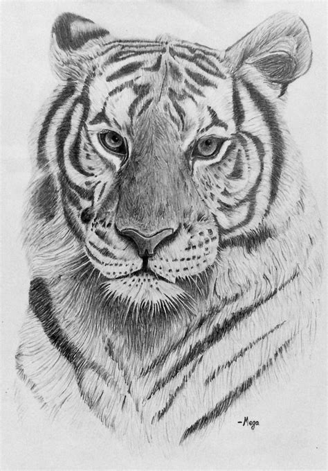 Tiger Sketch Drawing Images Peepsburgh Com