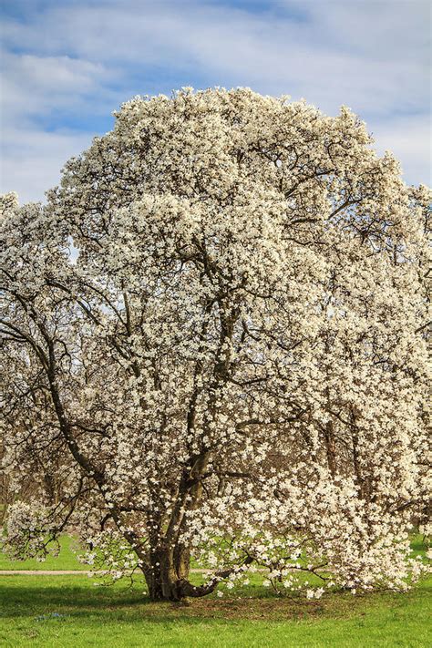 White Magnolia Tree In Full Bloom Photograph By Joni Eskridge Fine