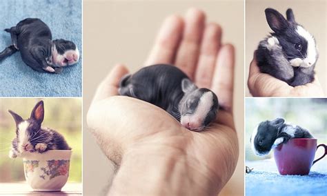 Adorable Photos Document The First 30 Days Of Rabbits Lives From