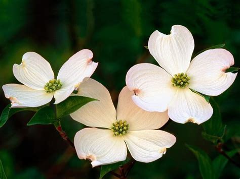 Three White Flowers With Green Leaves In The Center And Two Brown Ones