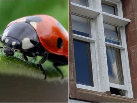 how to keep std riddled ladybirds out of your house as invasion booms across yorkshire