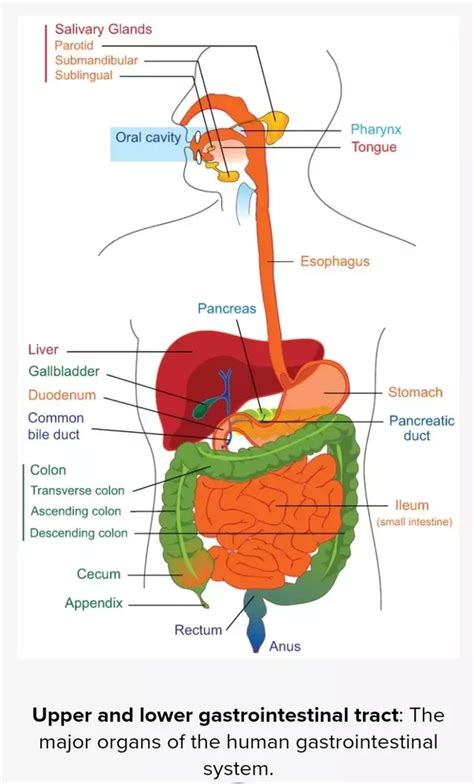 What Is The Outline Of The Human Digestive System Quora